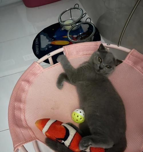 蓝猫的耳朵——立耳与折耳（探究蓝猫立耳和折耳的特点和区别）