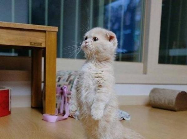 折耳猫的饮食（以宠物为主的饮食建议）