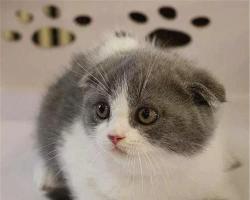 画一只漂亮折耳猫的技巧（一步步教你画出可爱的宠物）