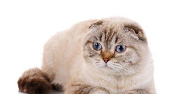 画一只漂亮折耳猫的技巧（一步步教你画出可爱的宠物）