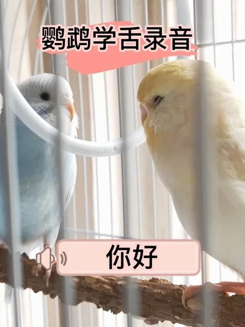 教鹦鹉说话技巧-训鸟录音你好循环播放