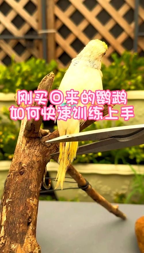 教鹦鹉说话技巧-训鸟录音你好循环播放