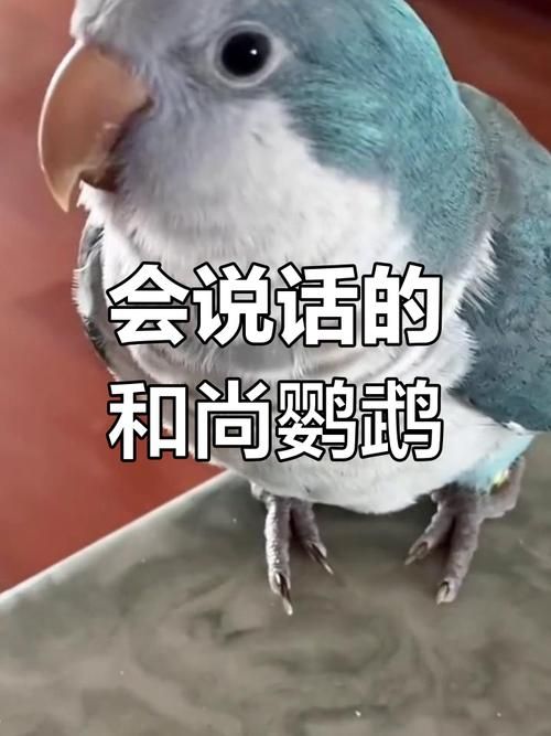 教鹦鹉说话技巧-训鸟录音你好循环播放