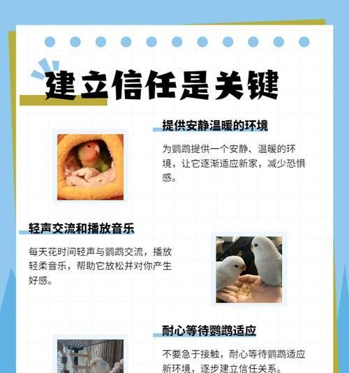 教鹦鹉说话的技巧与方法（培养鹦鹉口才的是耐心和坚持）