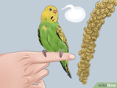 Step 2 如果它说出你教的单词,要奖励它。