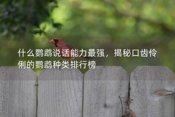 什么鹦鹉说话能力最强，揭秘口齿伶俐的鹦鹉种类排行榜