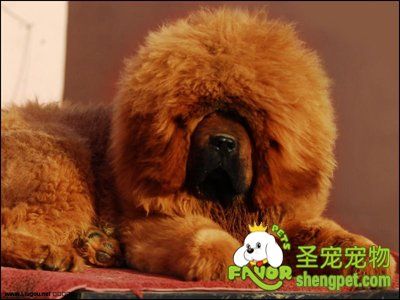 美容的基础概念和实用技巧