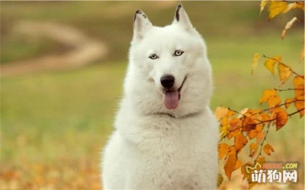 萨摩幼犬粮的挑选建议