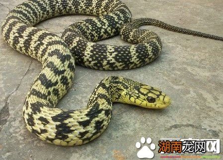 怎么养宠物蛇 教你如何饲养和喂食宠物蛇