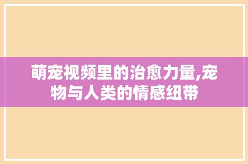 萌宠视频里的治愈力量,宠物与人类的情感纽带
