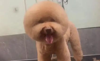 圣宠医宠物培训，你们了解多少？