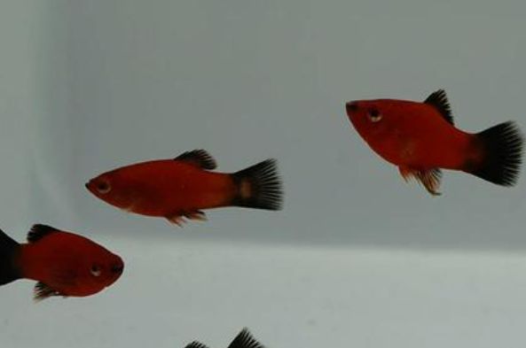热带鱼大赏：多款高颜值观赏鱼，打造你的独特家庭水族箱