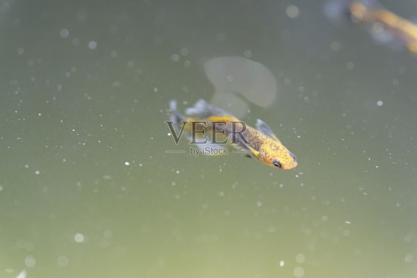 水族箱中的美丽小鱼照片摄影图片