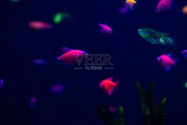 霓虹辉光鱼彩色淡水水族宠物照片摄影图片
