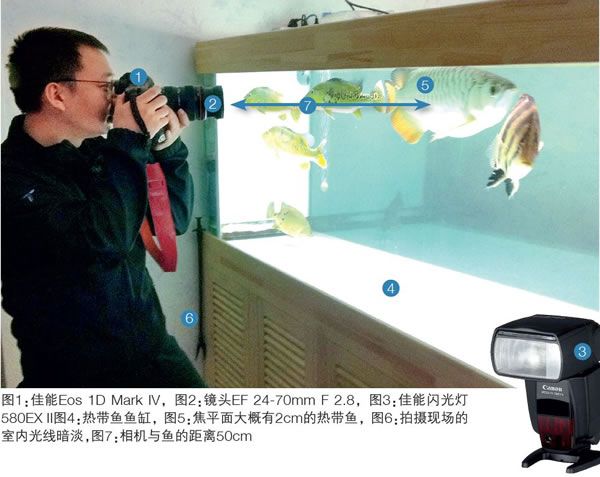 拍摄观赏鱼图示
