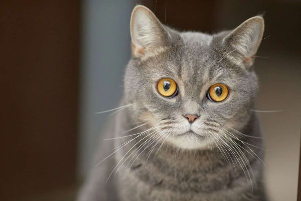 俄罗斯蓝猫近距离摄影