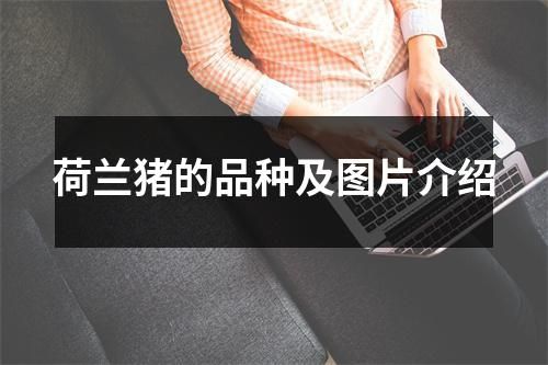荷兰猪的品种及图片介绍