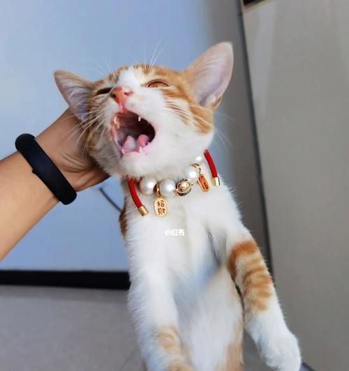 猫咪的一瘸一拐之谜（揭开宠物健康的秘密）