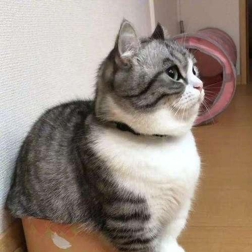 猫咪的一瘸一拐之谜（揭开宠物健康的秘密）