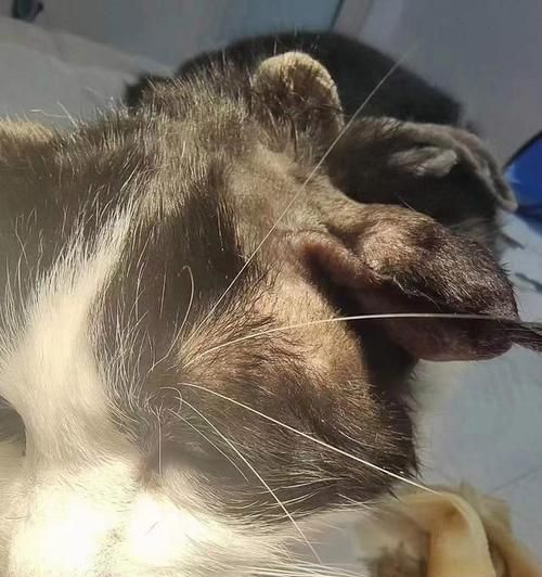 猫咪耳血肿手术费用指南（探讨猫咪耳血肿手术费用）