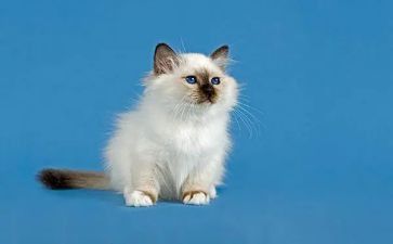 关于猫的活动方案模板5篇
