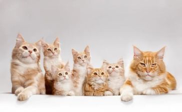 关于猫的活动方案推荐7篇