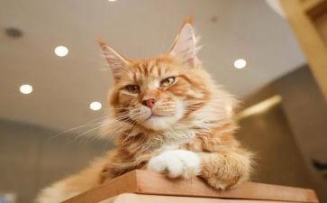 关于猫的活动方案精选8篇