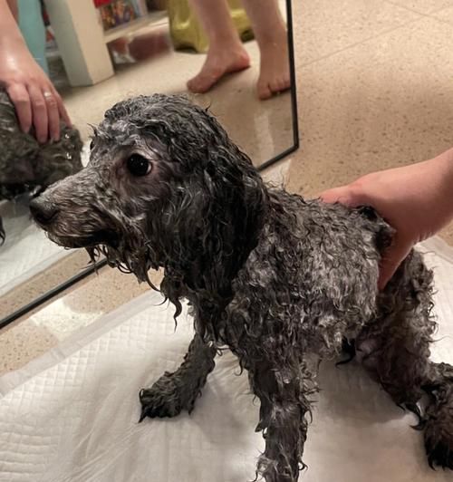 冬季宠物护理（如何正确给狗狗洗澡，避免对犬只造成伤害）