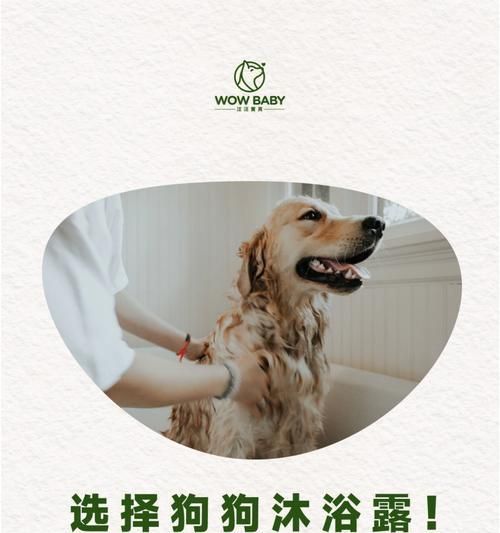 冬季宠物护理（如何正确给狗狗洗澡，避免对犬只造成伤害）