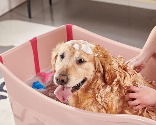 狗狗洗澡频繁有什么影响？多久洗一次最合适？