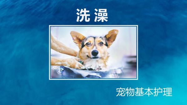 宠物洗澡与_护理_第1页