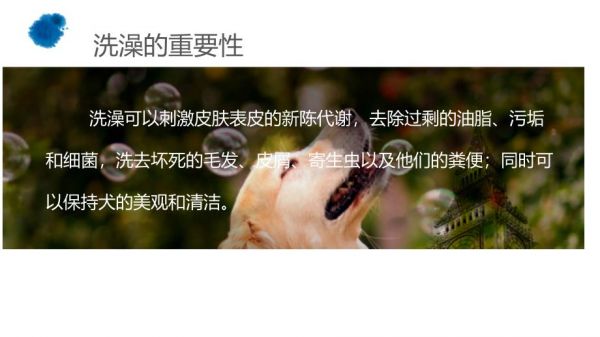 宠物洗澡与_护理_第2页
