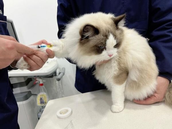 猫咪绝育的术前准备，以及术后注意事项科普