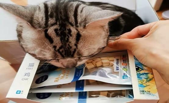 猫咪自制零食，你知道有哪些吗？
