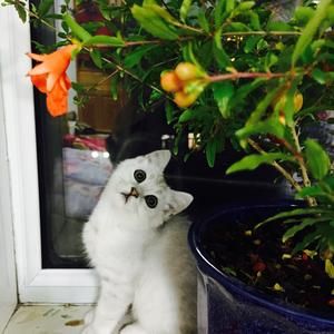 猫咪零食小鱼干的做法 步骤9