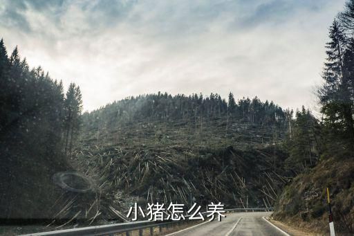 小猪怎么养