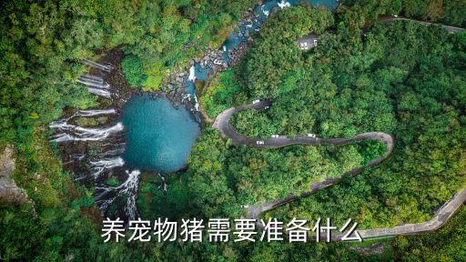 养宠物猪需要准备什么