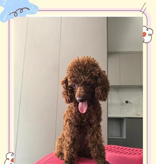 泰迪犬的饲养与照顾指南（探索如何正确照顾泰迪犬，让它们健康快乐）