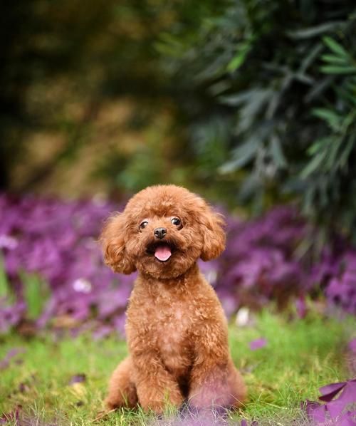 泰迪犬的饲养与照顾指南（探索如何正确照顾泰迪犬，让它们健康快乐）