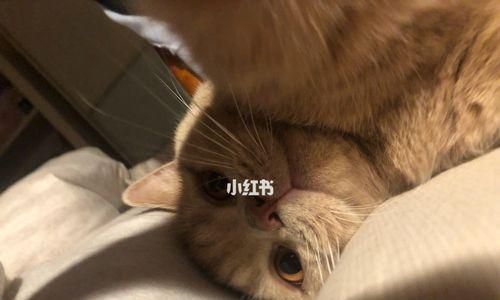 过年回家，猫咪的一个人生活（宠物照顾攻略）