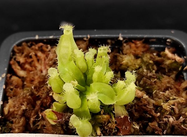猪笼草植物护理