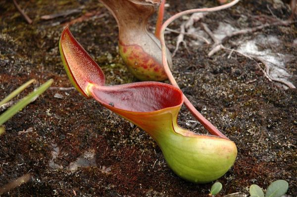 Nepenthes lowii cuidados