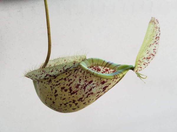Nepenthes comiendo insectos