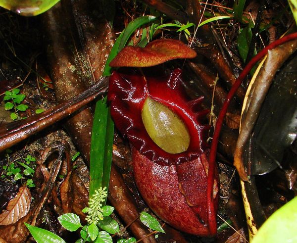 Nepenthes rajah cuidados