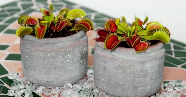 家里的食肉植物