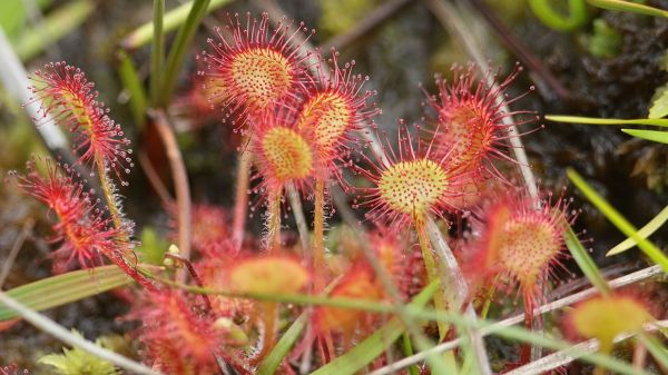 Variedades de plantas carnívoras para casa