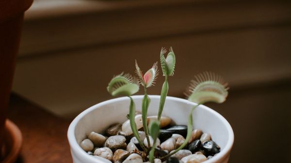 Humedad para plantas carnívoras