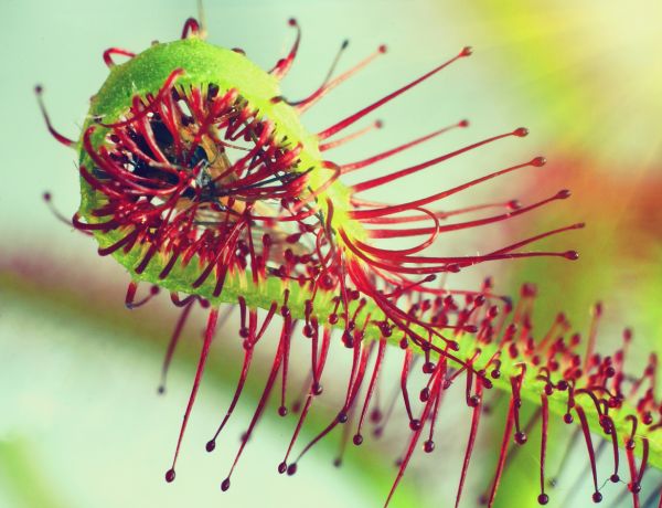 Plantas carnívoras: Consejos esenciales para cuidarlas en casa-2