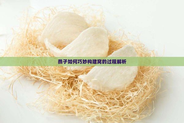 燕子如何巧妙构建窝的过程解析