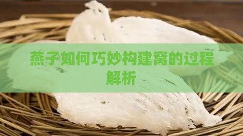 燕子如何巧妙构建窝的过程解析